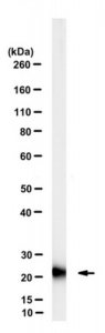 Anti-RKIP Antibody, clone 7F12 