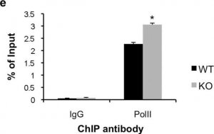 Anti-RNA polymerase II Antibody, clone CTD4H8 
