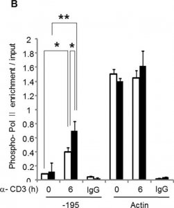 Anti-RNA polymerase II Antibody, clone CTD4H8 