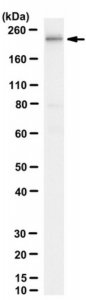 Anti-RNA Polymerase II Antibody, CTD Antibody, clone 8WG16 