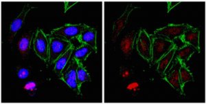 Anti-RNA polymerase II subunit B1 Antibody, clone 4F8 
