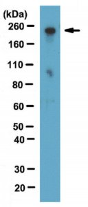 Anti-RNA polymerase II subunit B1 Antibody, clone 4F8 