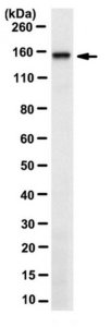 Anti-RNF123 Antibody, clone 2C10.1 