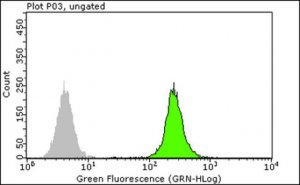 Anti-RPA2 p34 Antibody, clone RPA20 1-46 