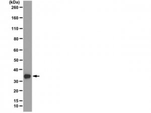 Anti-RPA2 p34 Antibody, clone RPA20 1-46 