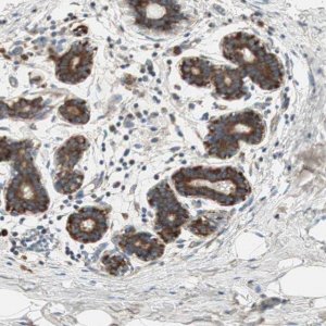 Anti-RPL23 antibody produced in rabbit 