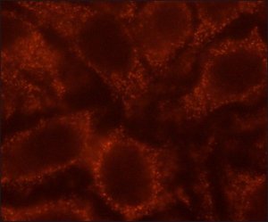 Anti-Rubicon antibody, Mouse monoclonal 