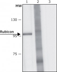 Anti-Rubicon antibody, Mouse monoclonal 
