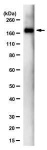 Anti-SARS-CoV-1/2 S Protein Antibody, clone 2B3E5 ZooMAb Mouse Monoclonal 