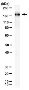 Anti-SARS-CoV-2 S1 domain Antibody, clone R52 