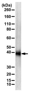 Anti-SARS-CoV-2 spike protein RBD domain 