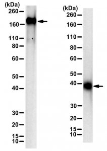 Anti-SARS-CoV-2 spike protein S1 domain 