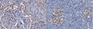 Anti-SAV1 Antibody, clone 3A1.1 