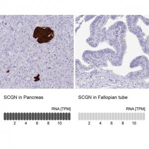 Anti-SCGN antibody produced in rabbit 