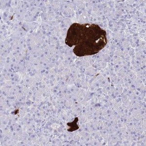 Anti-SCGN antibody produced in rabbit 