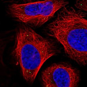 Anti-SEMA3A antibody produced in rabbit 