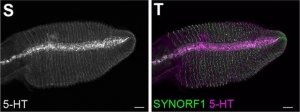 Anti-Serotonin antibody produced in rabbit 