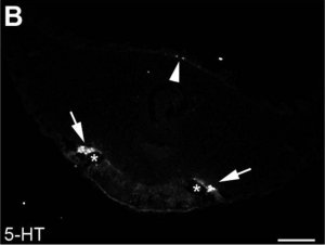 Anti-Serotonin antibody produced in rabbit 