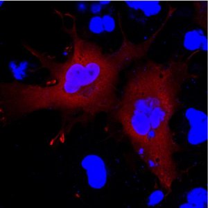 Anti-Serpin B9 Antibody, clone 7D8 