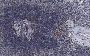 Anti-Serpin B9 Antibody, clone 7D8 