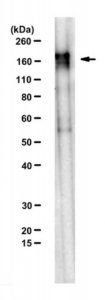 Anti-SETDB1 Antibody, clone F0838 