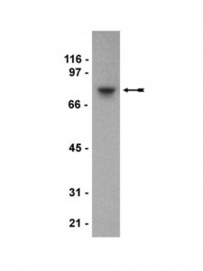 Anti-SH3KBPI Antibody, clone 179.1.E1 