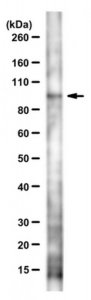 Anti-SH3KBPI Antibody, clone 179.1.E1 