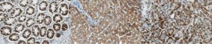 Anti-SHMT Antibody, clone 4D2.1 
