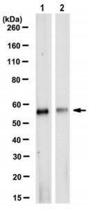 Anti-SHMT Antibody, clone 4D2.1 