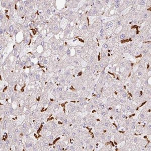 Anti-SIGLEC1 antibody produced in rabbit 