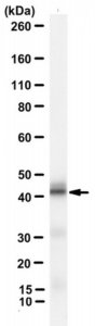 Anti-Signal peptide peptidase-like 3 Antibody, clone 7F9 