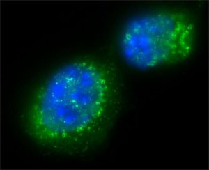 Anti-Sir2 (AS-16) antibody produced in rabbit 