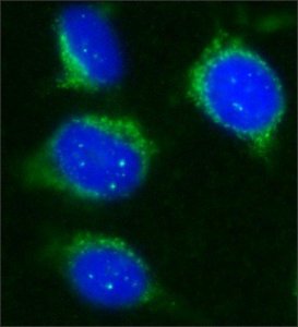 Anti-Sir2 (AS-16) antibody produced in rabbit 