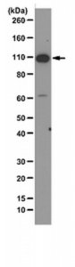 Anti-SIRT1 Antibody, clone 10E4 