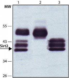 Anti-Sirt2 antibody produced in rabbit 