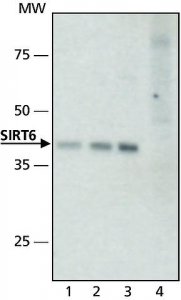 Anti-Sirt6 (N-terminal) antibody produced in rabbit 