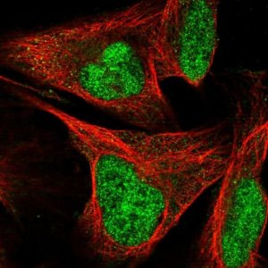 Anti-SIX4 antibody produced in rabbit 