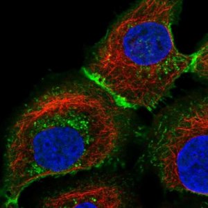 Anti-SLC16A1 antibody produced in rabbit 