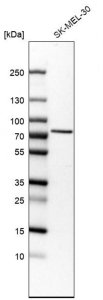 Anti-SLC23A2 antibody produced in rabbit 