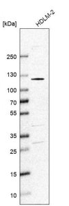 Anti-SMARCAL1 antibody produced in rabbit 