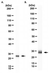 Anti-Smith Antigen Antibody, clone Y12 