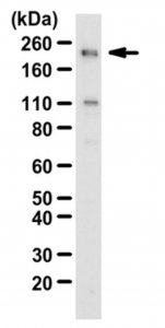 Anti-SNF2/BRG1 Antibody 