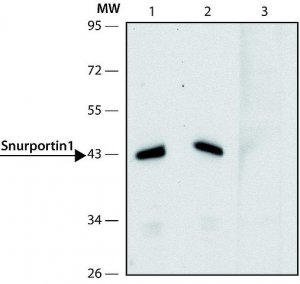 Anti-Snurportin 1 (C-terminal) antibody produced in rabbit 