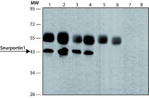 Anti-Snurportin 1 (C-terminal) antibody produced in rabbit 