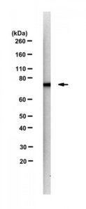 Anti-SNX9 Antibody, clone 6C6 
