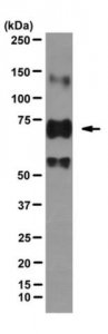 Anti-Sodium-Iodide Symporter Antibody, clone ARN1 