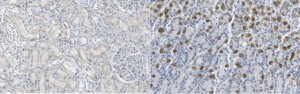 Anti-sodium/hydrogen exchanger 3 Antibody, clone 3H3 