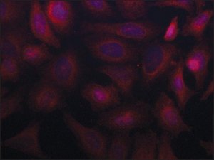 Anti-SORBS2 (C-terminal) antibody produced in rabbit 