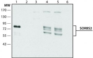 Anti-SORBS2 (C-terminal) antibody produced in rabbit 