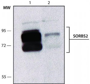 Anti-SORBS2 antibody, Mouse monoclonal 